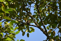 Glaucidium radiatum