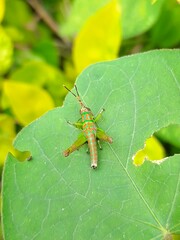 Pirithoicus ophthalmicus