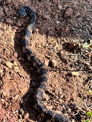 Erythrolamprus epinephalus