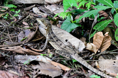 Basiliscus basiliscus