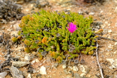Meyerophytum meyeri