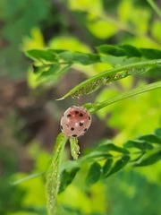 Henosepilachna vigintioctopunctata