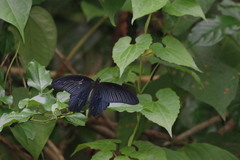 Papilio protenor