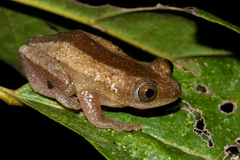 Afrixalus fornasini