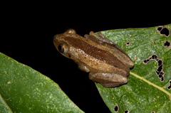 Afrixalus fornasini