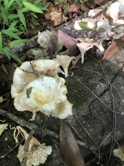 Favolus brasiliensis