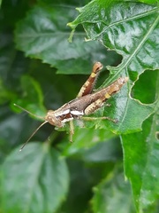 Pirithoicus ophthalmicus