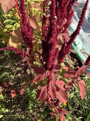 Amaranthus cruentus