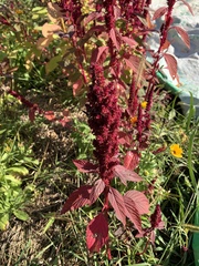 Amaranthus cruentus