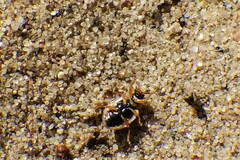Anisosticta bitriangularis