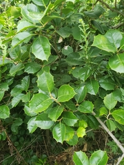 Aquifoliaceae
