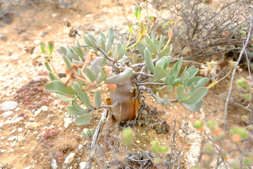 Leatherskin Babooncabbage (Othonna globosa)