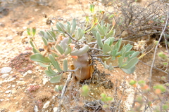 Othonna globosa