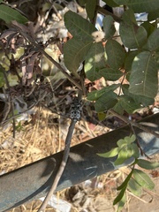 Capnodis cariosa