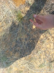 Eragrostis lehmanniana