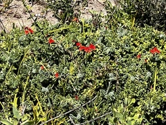 Pelargonium fulgidum