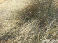 Eragrostis lehmanniana