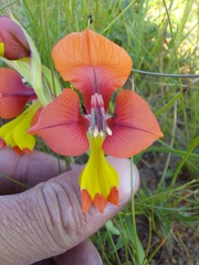 Gladiolus alatus