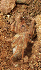 Solifugae