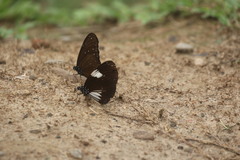 Euploea radamanthus