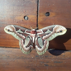 Rothschildia jacobaeae