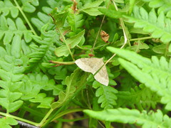 Scotopteryx chenopodiata