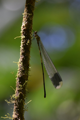 Megaloprepus diaboli