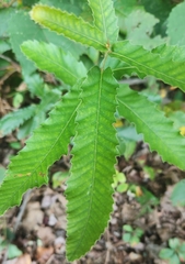 Quercus acutissima