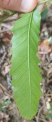Quercus acutissima