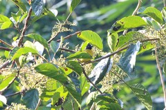 Rubigula flaviventris