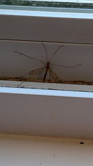 Nephrotoma ferruginea