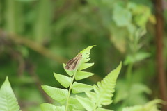 Borbo cinnara