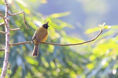 Rubigula flaviventris