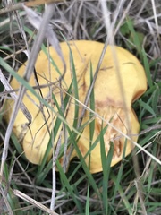 Russula claroflava