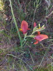 Gladiolus alatus