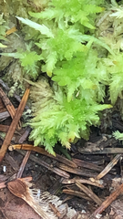 Sphagnum squarrosum