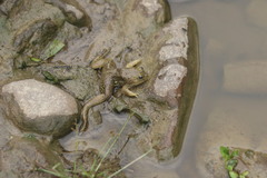 Euphlyctis cyanophlyctis