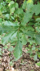 Quercus acutissima