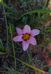 Romulea hirsuta