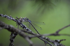 Lestes rectangularis