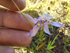 Moraea lugubris