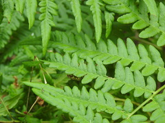 Elophila nymphaeata