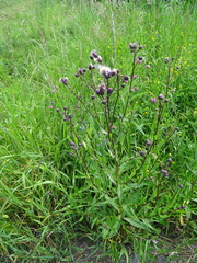 Cirsium arvense integrifolium
