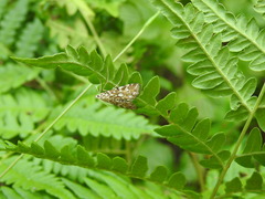 Elophila nymphaeata