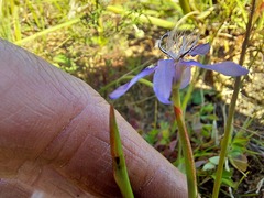 Moraea lugubris