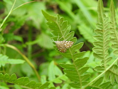 Elophila nymphaeata