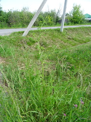 Pastinaca sativa sylvestris