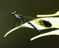 Heliocypha perforata