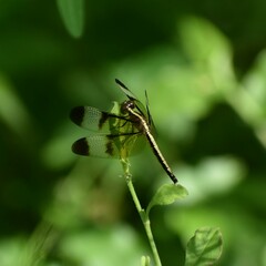 Neurothemis tullia