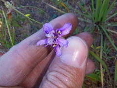 Moraea lugubris